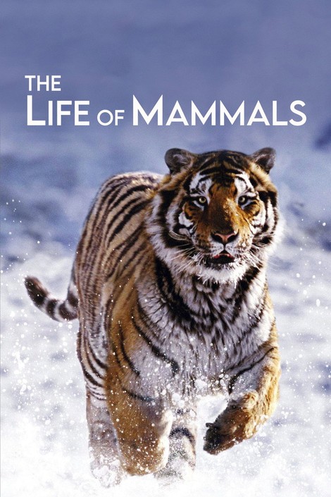 The Life of Mammals